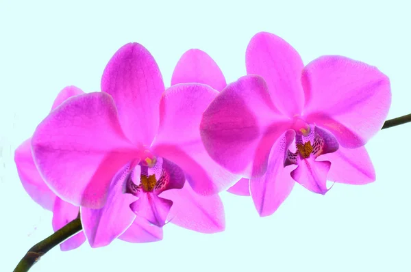 Fiore di orchidea fucsia — Foto Stock