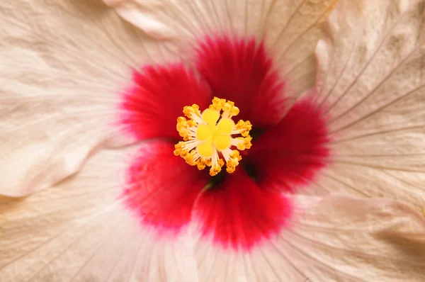 Hibisco plana perto — Fotografia de Stock