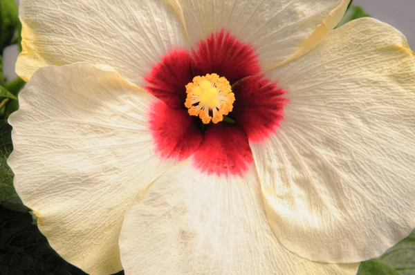 Hibisco plana perto — Fotografia de Stock