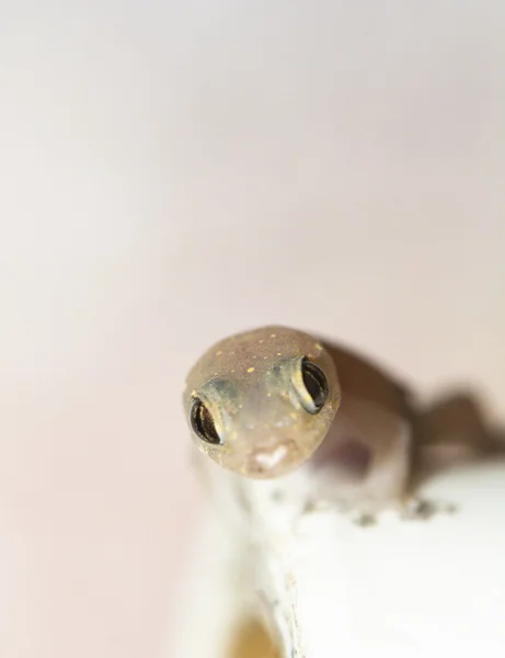 Gros plan d'un Gecko — Photo
