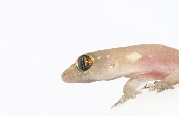 Close-up de um Gecko — Fotografia de Stock