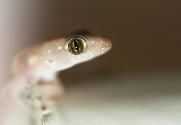 Zbliżenie Gecko — Zdjęcie stockowe