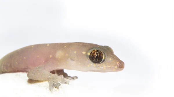 Close-up de um Gecko — Fotografia de Stock