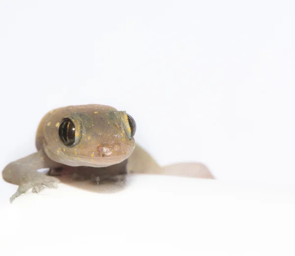 Primer plano de un Gecko — Foto de Stock