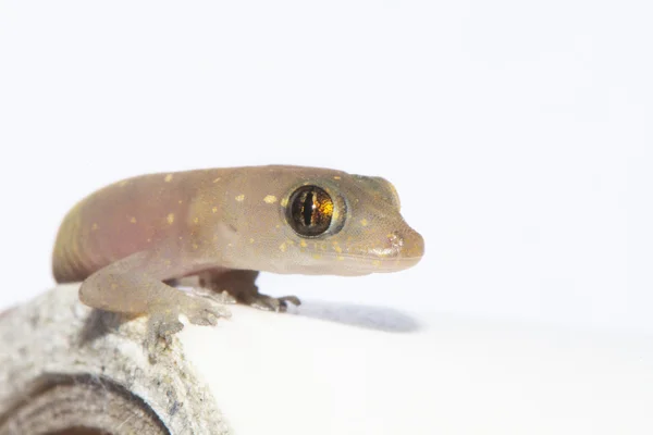 bir Gecko closeup 
