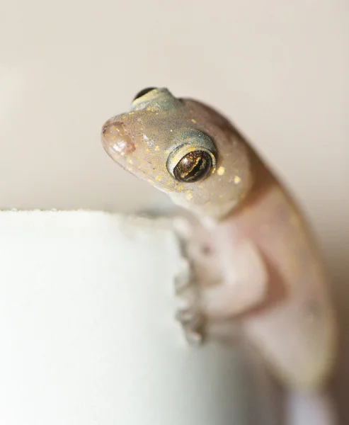 Gros plan d'un Gecko — Photo