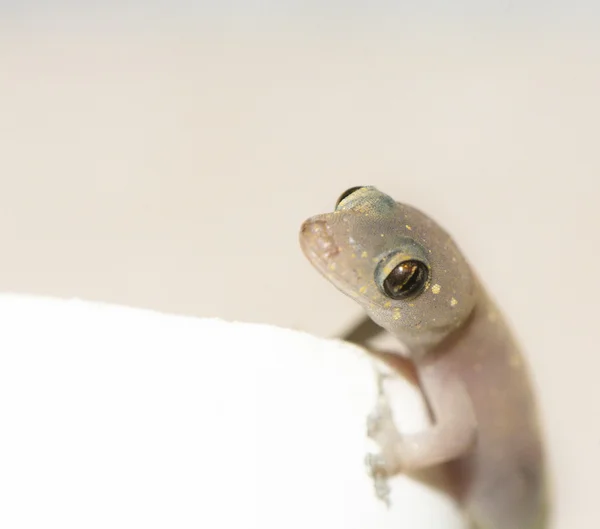 Gros plan d'un Gecko — Photo