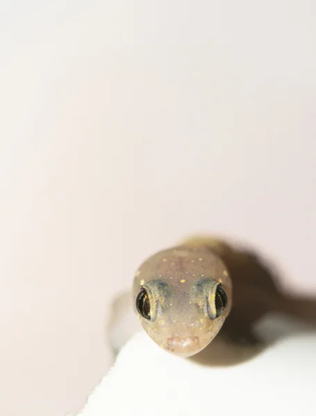 Gros plan d'un Gecko — Photo