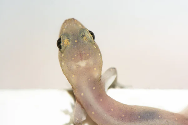 Close-up de um Gecko — Fotografia de Stock
