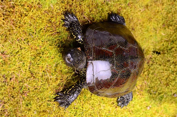 Europese moeras schildpad — Stockfoto