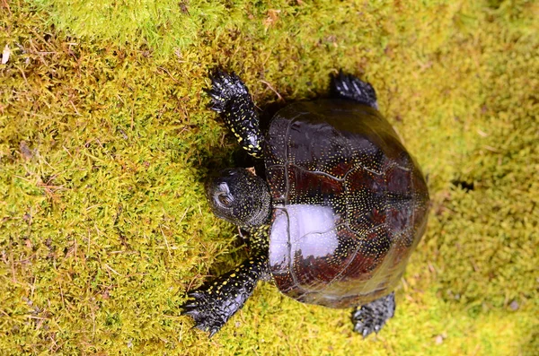 Europese moeras schildpad — Stockfoto