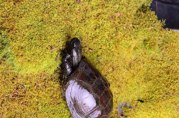 Evropské bog želva — Stock fotografie