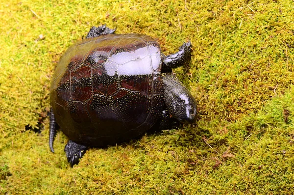 Tartaruga pântano europeia — Fotografia de Stock