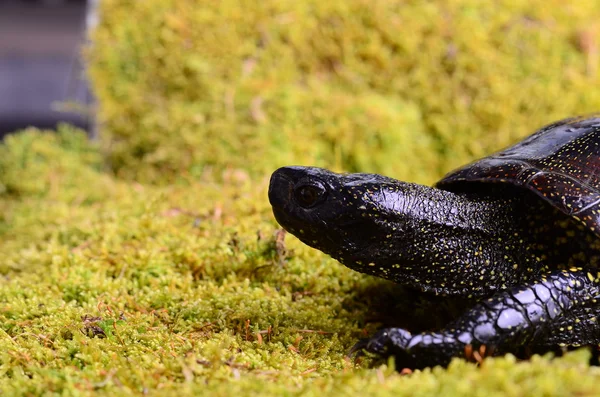 Europese moeras schildpad — Stockfoto