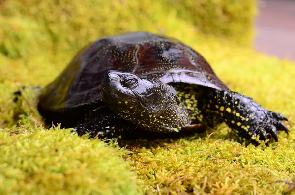 European bog turtle — Stock Photo, Image