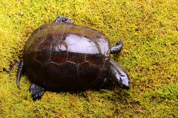 Болотная черепаха — стоковое фото