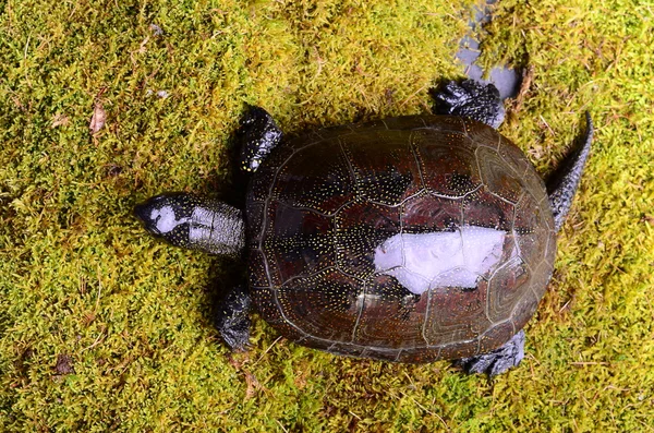 Art af sumpskildpadde - Stock-foto