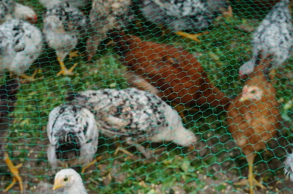 Ung Kyckling Staketet Gården Pin — Stockfoto