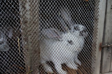 Tavşan kafesi üzerinde tel