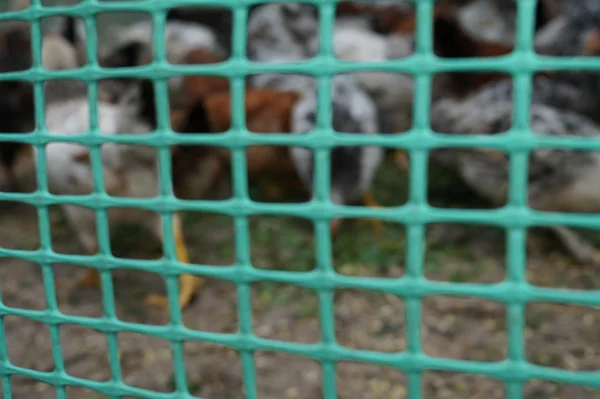 Çiftlik Pin Çite Genç Tavuk — Stok fotoğraf
