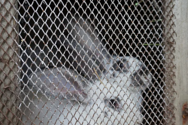 Wire Rabbit Hutch — Stock Photo, Image