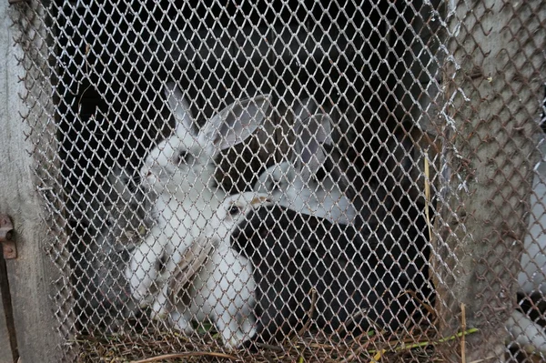 Drut Rabbit Hutch — Zdjęcie stockowe