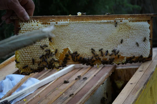 Бджоляр Полі Квітів Коричневий — стокове фото