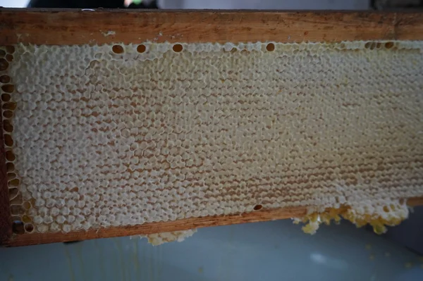 養蜂家の養蜂場労働者で箱からハニカム フレームの削除の画像をトリミング — ストック写真