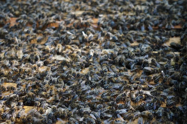 Yellow Beautiful Honeycomb Honey Bee Background — Stock Photo, Image