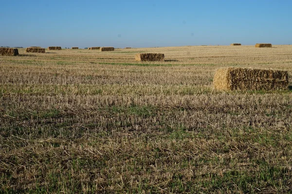 Fardo retangular de palha no campo — Fotografia de Stock