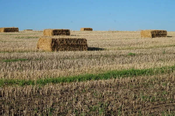 Bale Rectangular Paja Campo Imágenes de stock libres de derechos