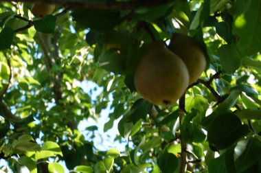 Bahçedeki organik armut