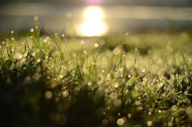 Su sığ Dof yeşil çimlere düşer 
