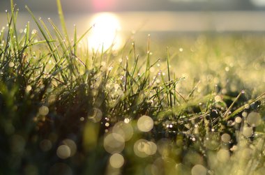Su sığ Dof yeşil çimlere düşer 
