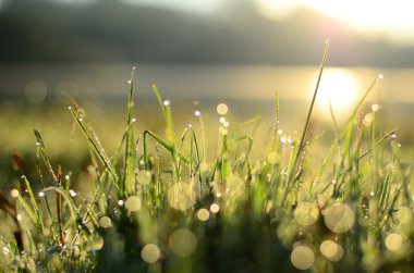 Su sığ Dof yeşil çimlere düşer 
