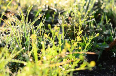 Su sığ Dof yeşil çimlere düşer 