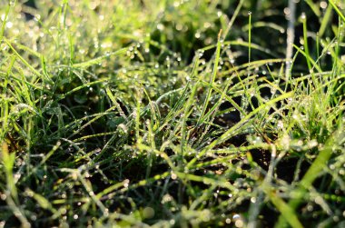 Su sığ Dof yeşil çimlere düşer 