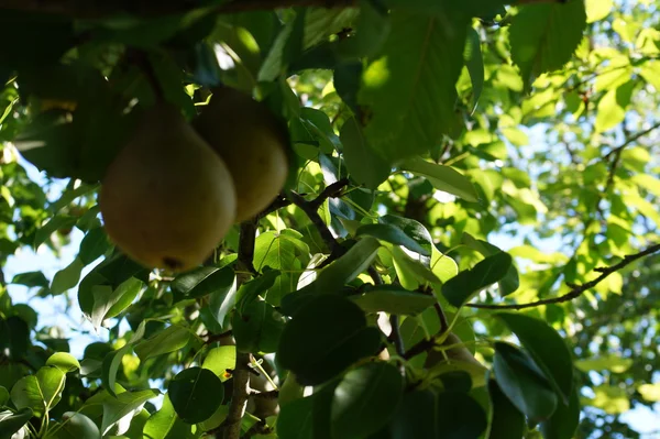 Βιολογικά αχλάδια στον κήπο — Φωτογραφία Αρχείου