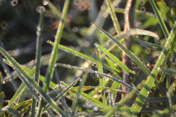 Gotas de água na grama verde Dof raso — Fotografia de Stock