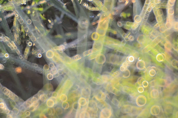 Wassertropfen auf dem grünen Gras flach dof — Stockfoto