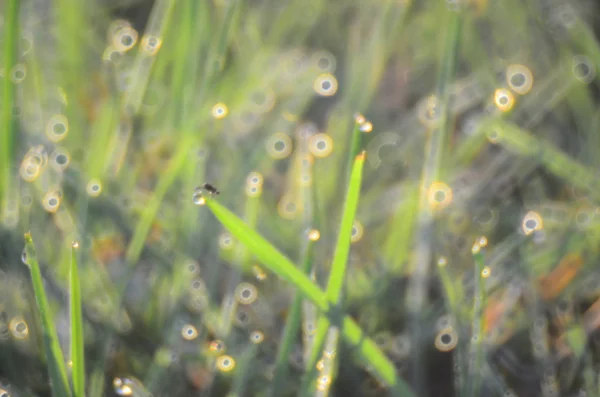 Gotas de água na grama verde Dof raso — Fotografia de Stock