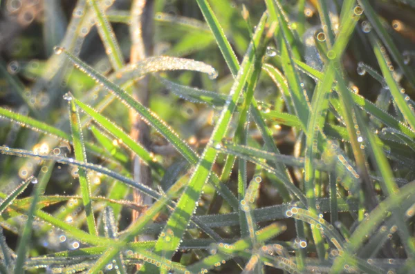 Gotas de água na grama verde Dof raso — Fotografia de Stock