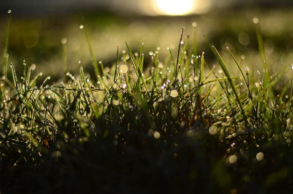 Water drops on the green grass Shallow Dof — Stock Photo, Image