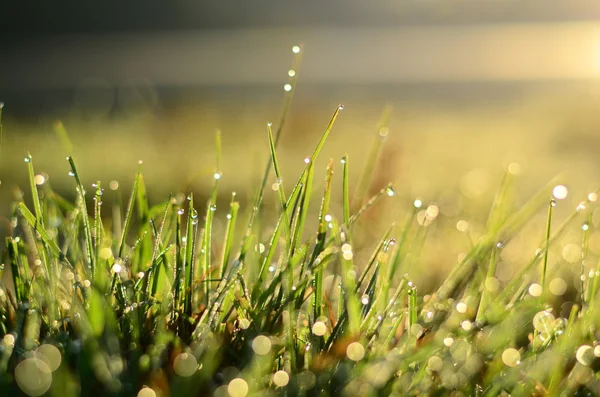 Water drops on the green grass Shallow Dof — Stock Photo, Image
