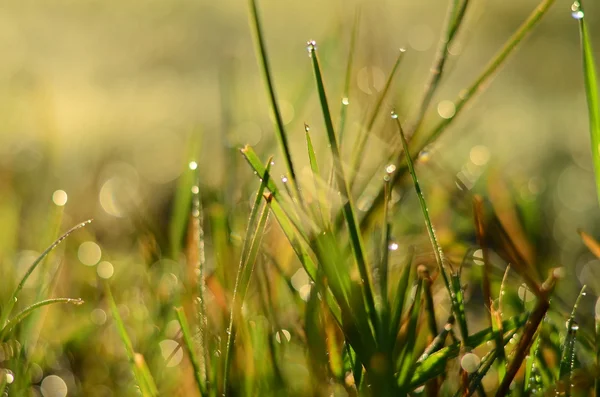 Water drops on the green grass Shallow Dof — Stock Photo, Image