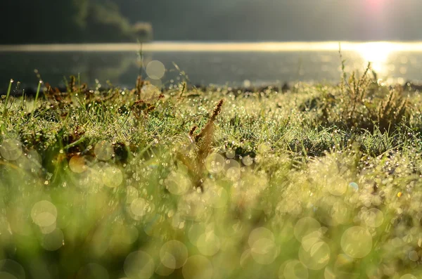 Water drops on the green grass Shallow Dof — Stock Photo, Image