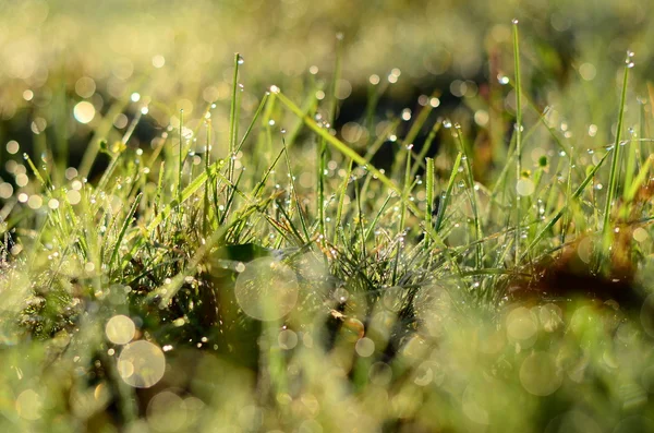 Krople wody na zielonej trawie płytkich Dof — Zdjęcie stockowe