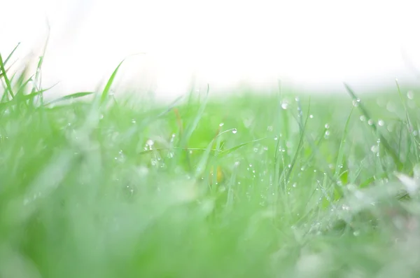 Gotas de orvalho em uma grama verde — Fotografia de Stock