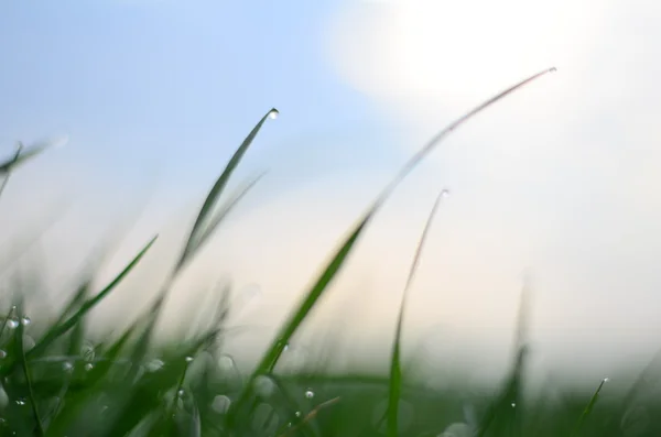 Drops of dew on a green grass — Stock Photo, Image