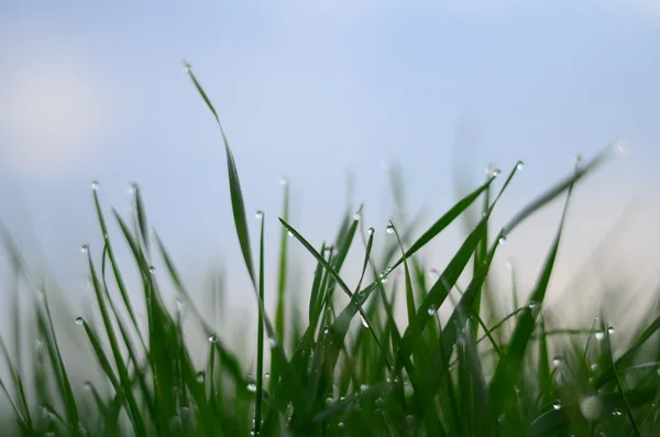 Drops of dew on a green grass — Stock Photo, Image